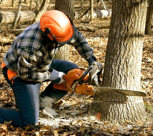 Tree Removal in Oswego, KS